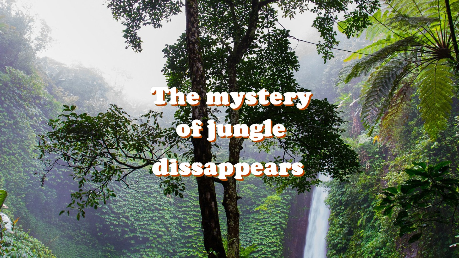 Mystery of jungle dissappears