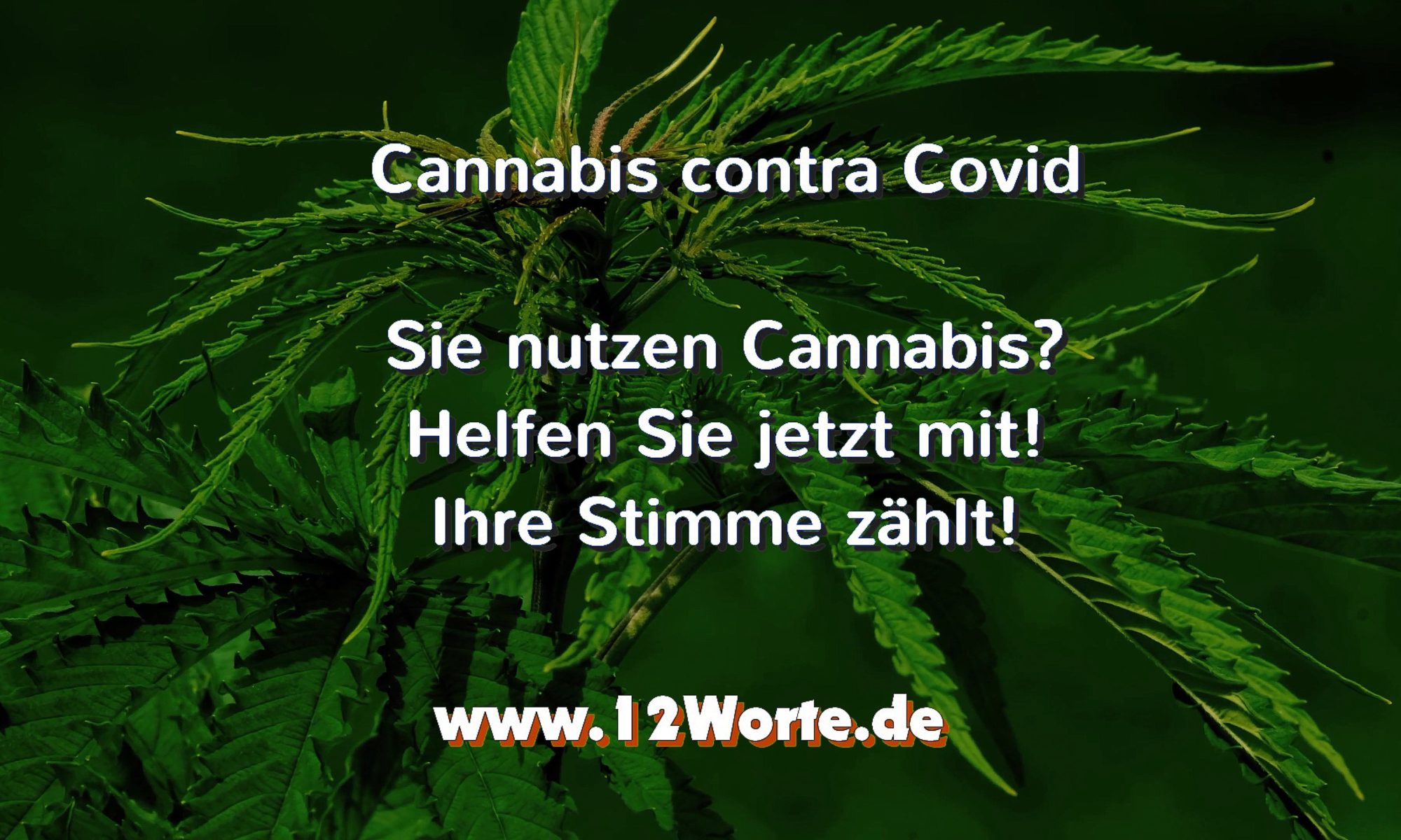 Umfrage Cannabis contra Covid